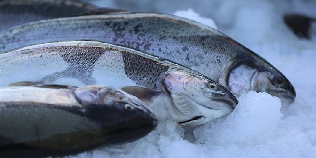 Türk denizlerinden dünya sofralarına! İhracatta büyük artış: Kazancı 369 milyon dolara yaklaştı 3